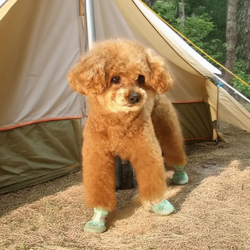 Hot Pavement Dog Shoes