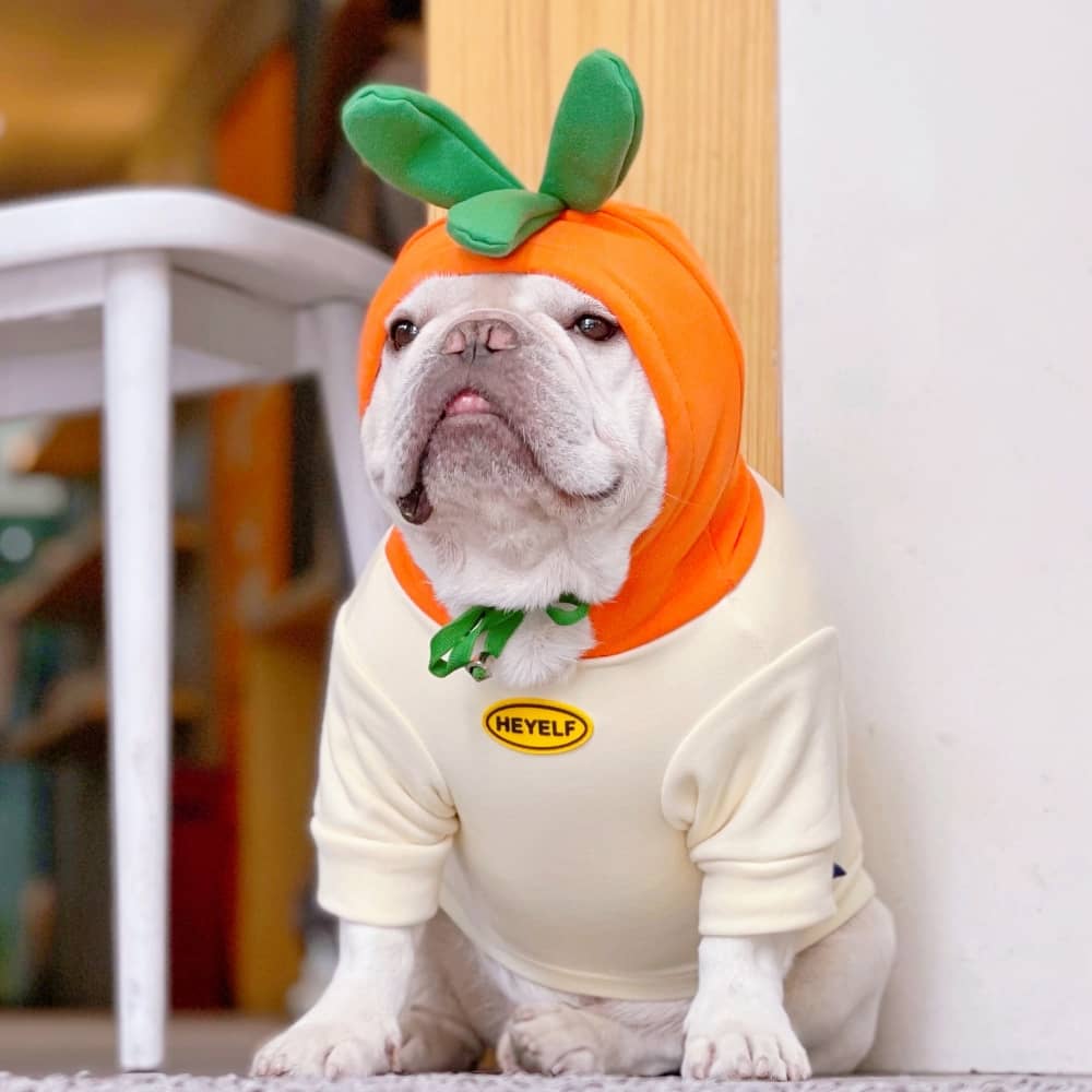 Funny Dog Hoodies