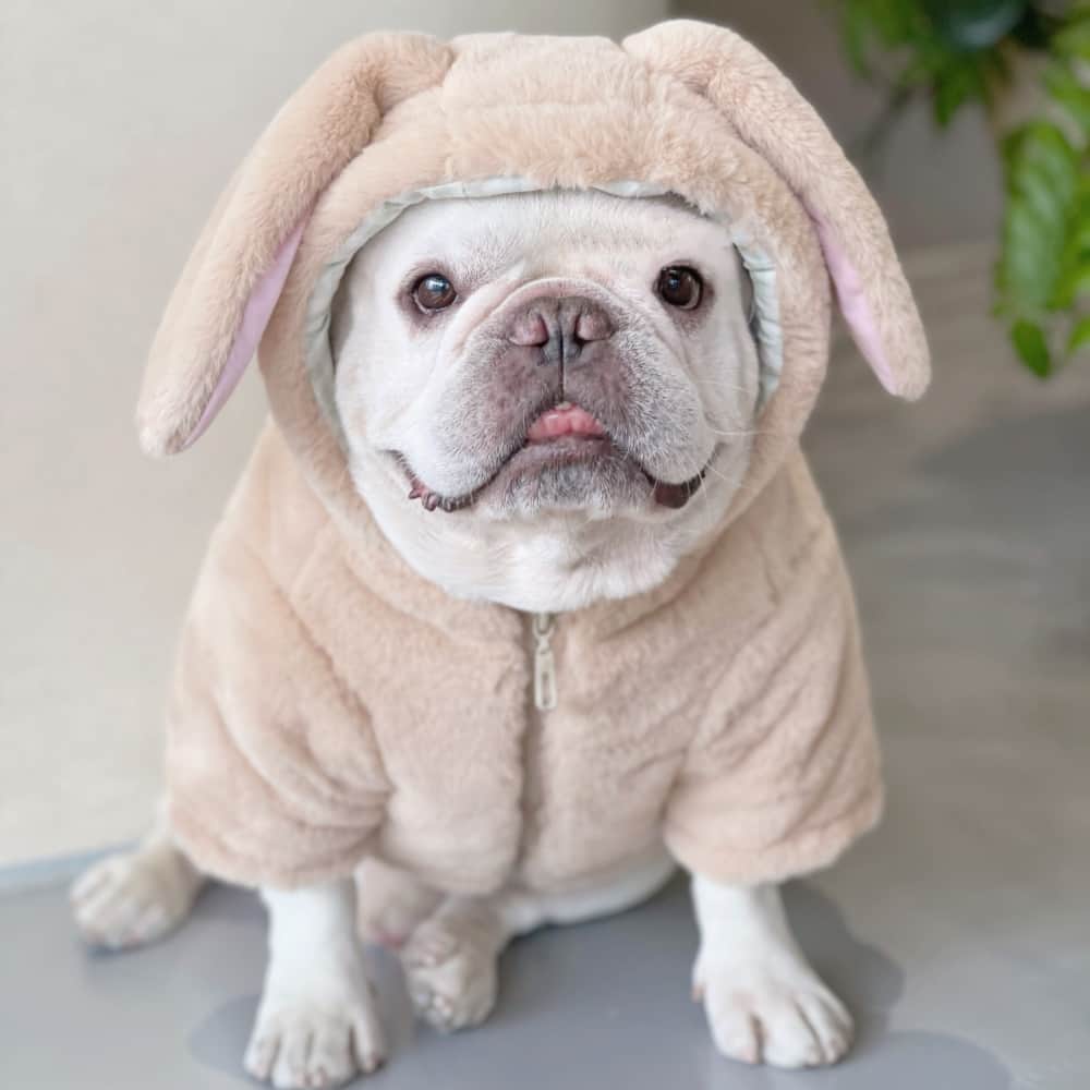 Bunny Ears Soft Plush Dog Hoodies