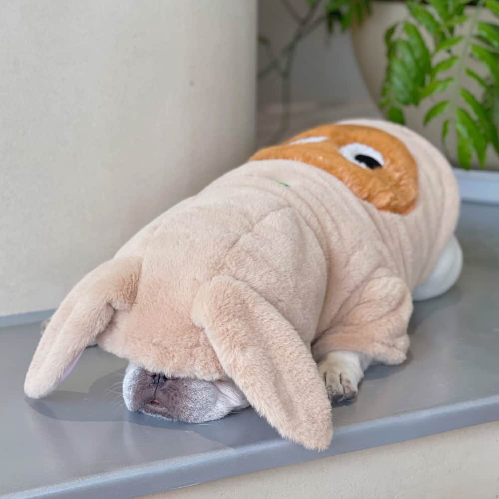 Bunny Ears Soft Plush Dog Hoodies