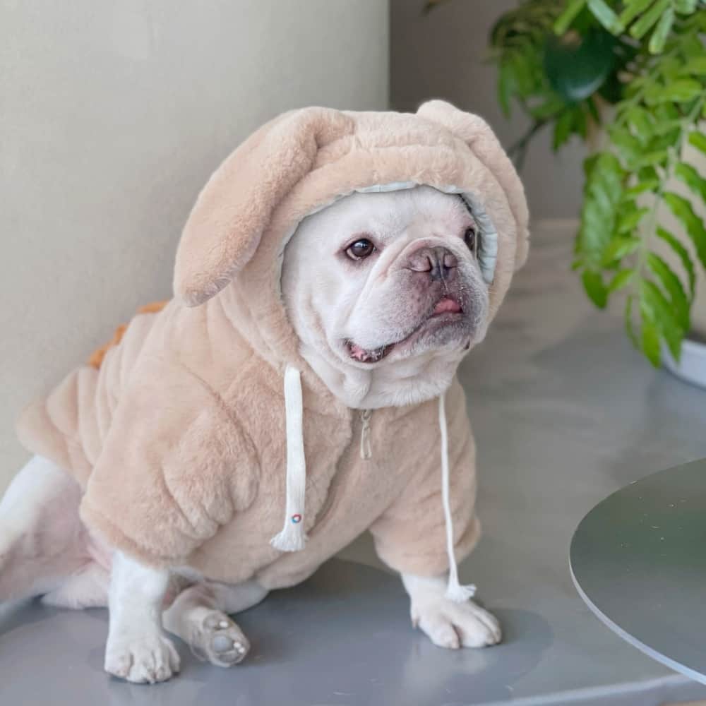Bunny Ears Soft Plush Dog Hoodies