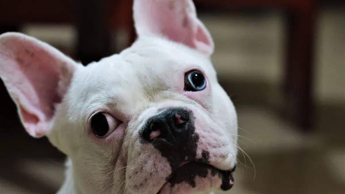 Are French Bulldogs Hypoallergenic?