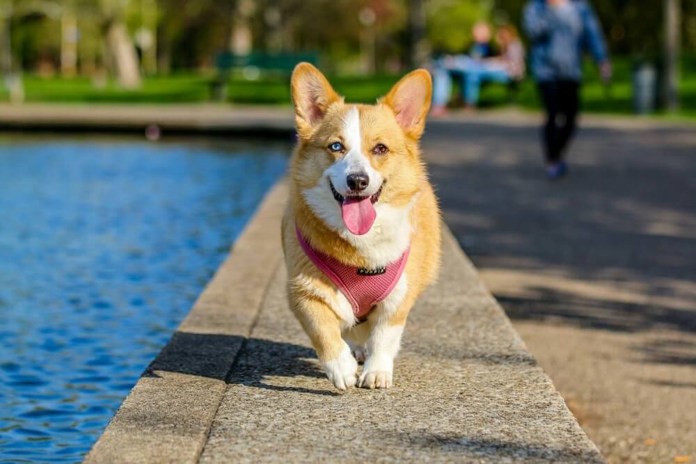 Can Dogs Sweat? How Dogs Stay Cool and Where They Actually Sweat From