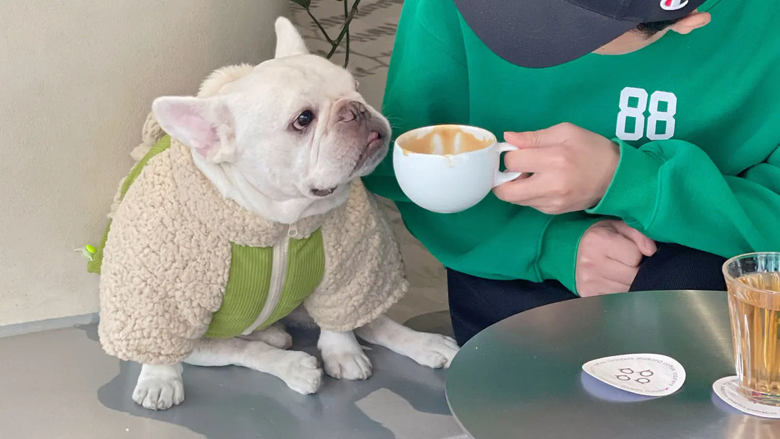 French Bulldog Clothes: Finding the Perfect Fit