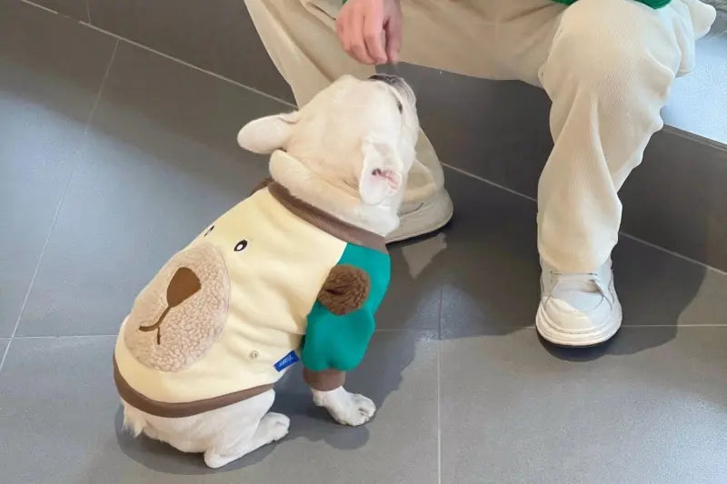 How Do I Choose a Dog Hoodie?