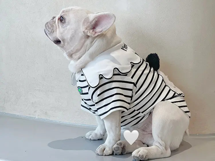 How To Measure a Dog for a Sweater or Hoodie: Easy Guide for Dog Moms