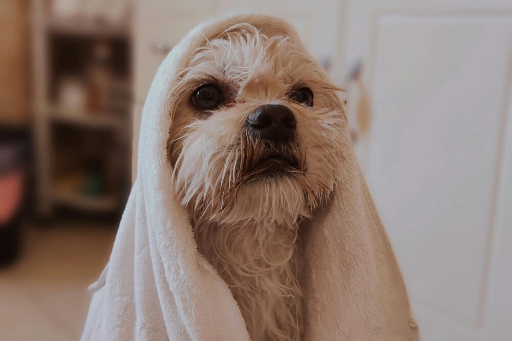 How to Get Dog Hair Out of Clothes: 10 Proven Tips That Actually Work