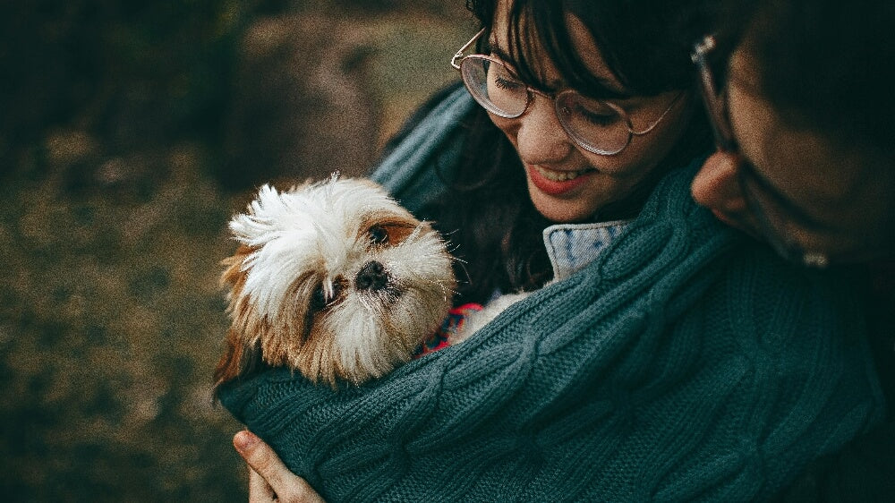 How to Properly Dress Your Dog in a Sweater: A Complete Guide