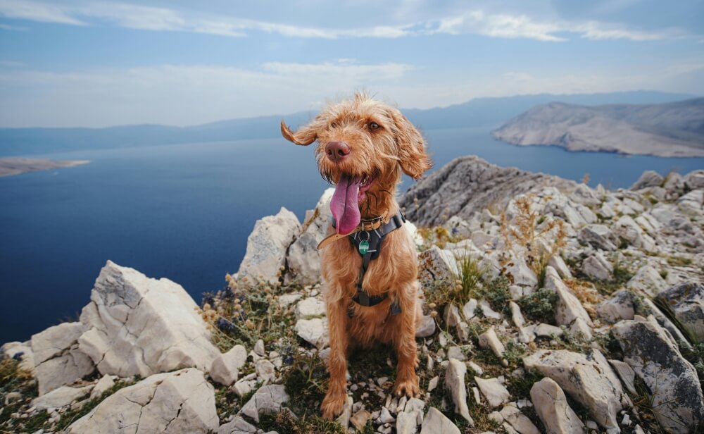 Why Do Dogs Pant? Understanding the Reasons and When to Worry