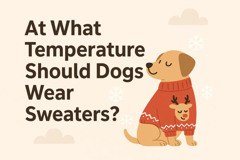 At What Temperature Should Dogs Wear Sweaters?