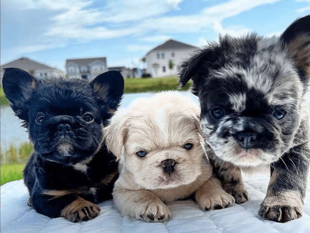 What Are Long Haired French Bulldogs Mixed With? Understanding the Fluffy Frenchie