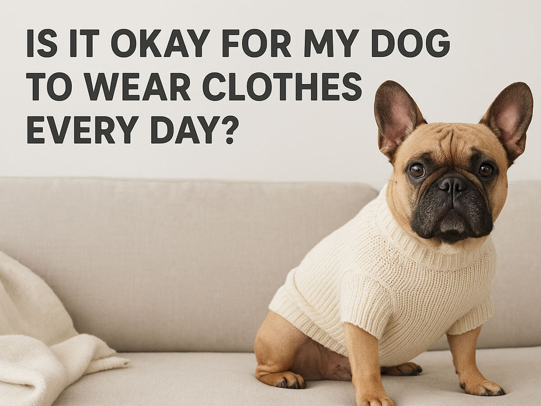Is It Okay for My Dog to Wear Clothes Every Day?