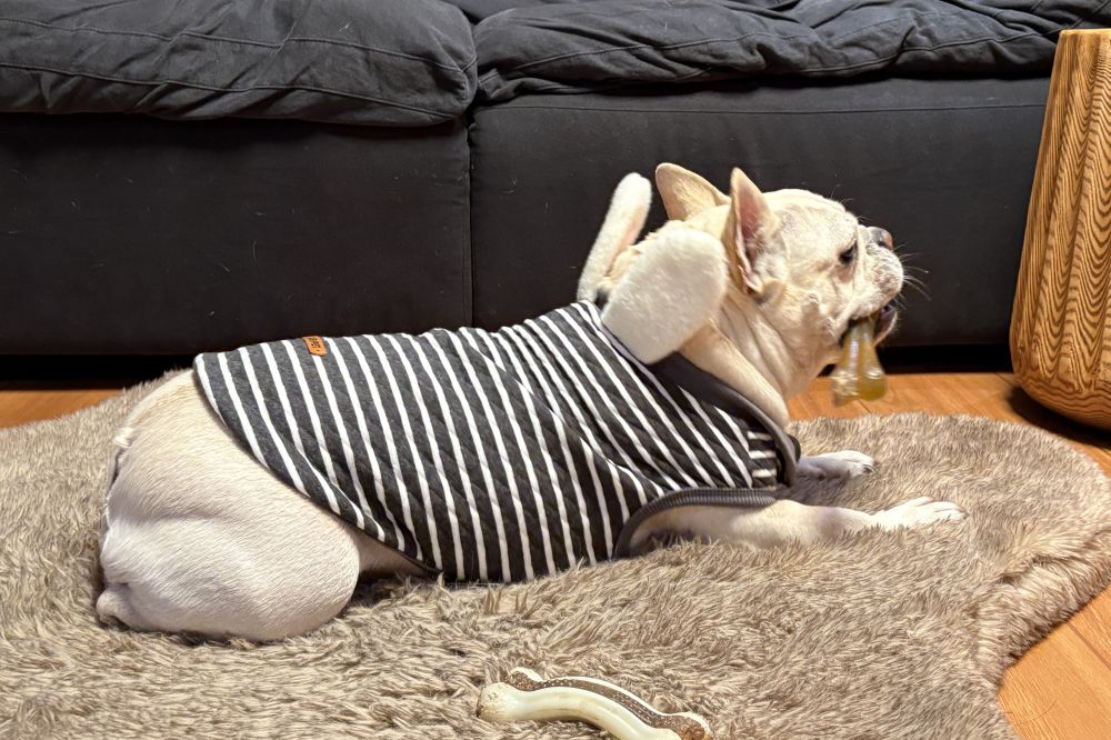 Does Your Dog Need to Wear a Jacket in Winter? | Winter Dog Care Guide