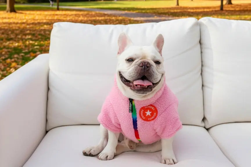 At What Temperature Should I Give My Dog a Jacket?