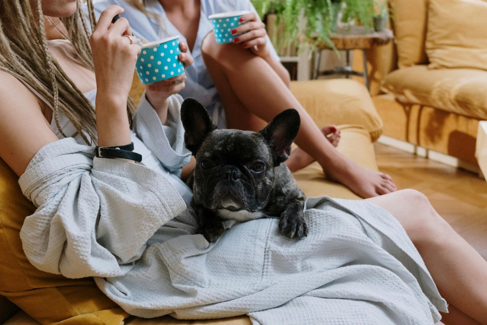 Why Are French Bulldogs So Expensive?