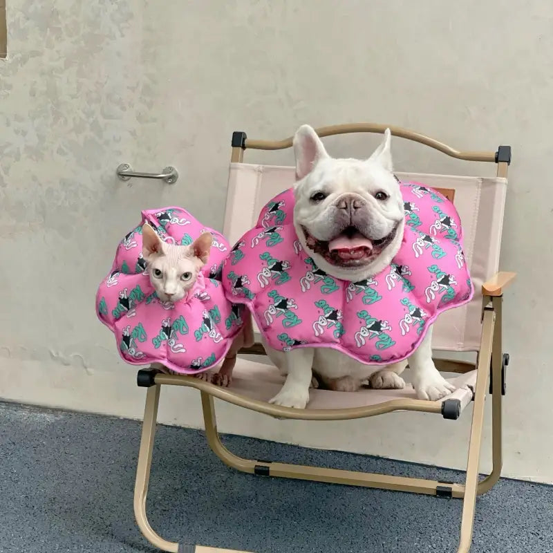 Dog Cone