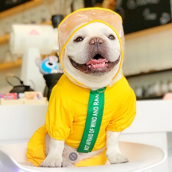 Dog Raincoat Full Coverage - Dinosaur