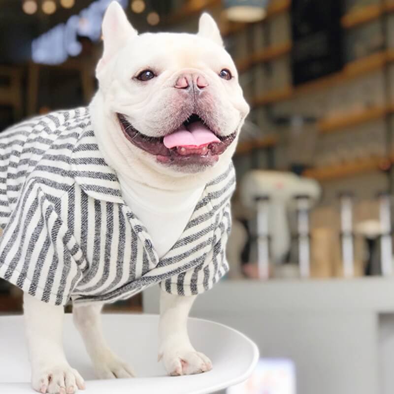 Wedding Dog Suit Set