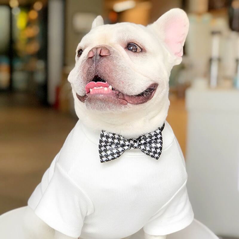 Wedding Dog Suit Set