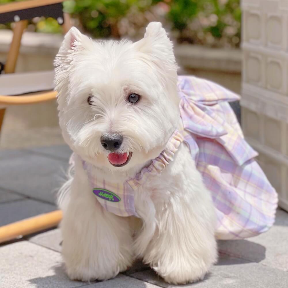 Purple JK Plaid Dog Dress