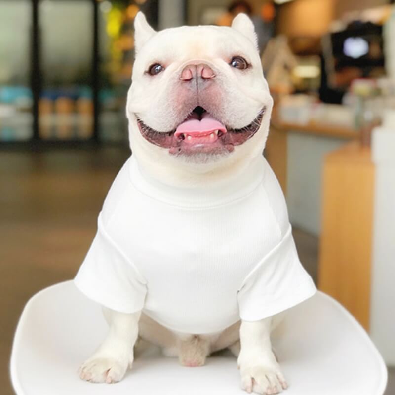 Wedding Dog Suit Set