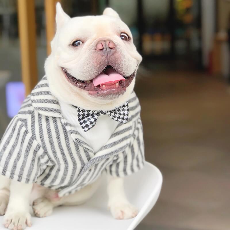Wedding Dog Suit Set