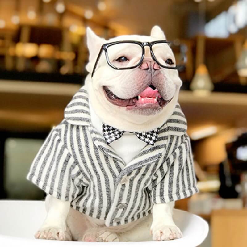 Wedding Dog Suit Set