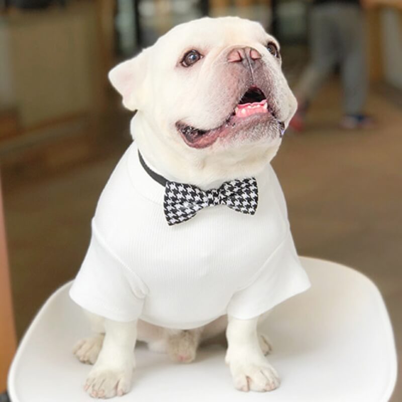 Wedding Dog Suit Set