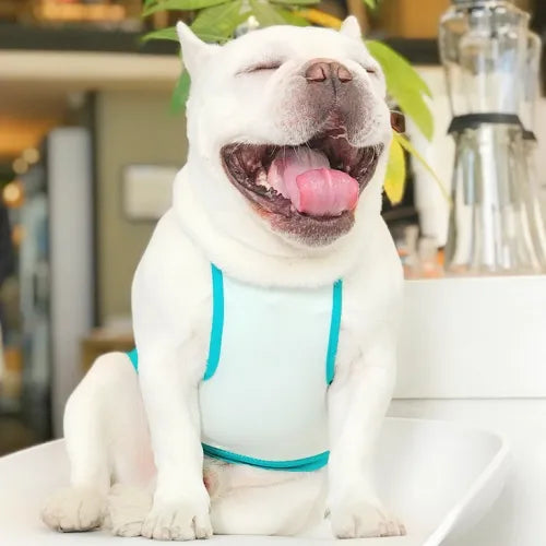 Watermelon Dog Tank Top
