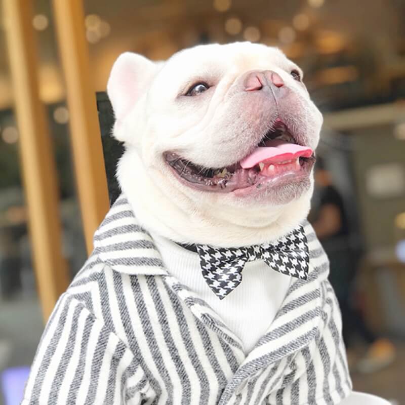 Wedding Dog Suit Set